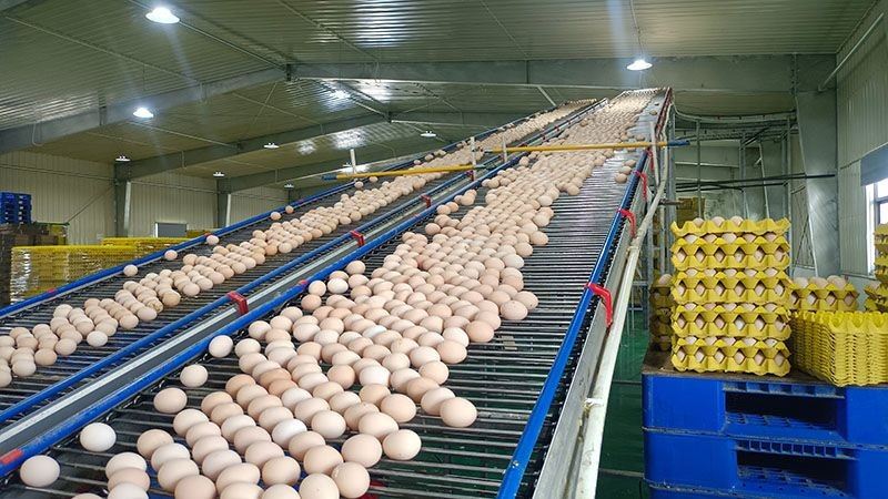 Pullet Cage Feeding System factory